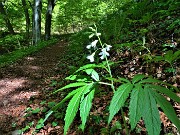 91 Bei fiori bianchi di Dentaria minore ( Cardamine bulbifera)